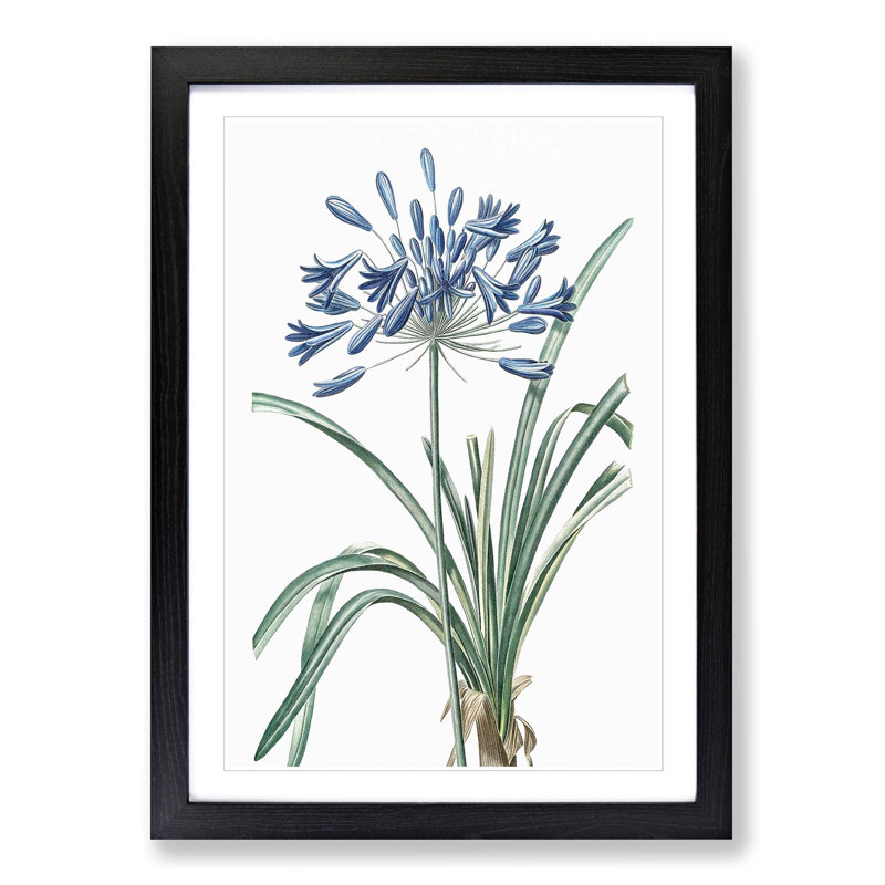 African Lily Flowers by Pierre-Joseph Redoute - Single Picture Frame Painting, Black Framed, 63cm H x 45cm W x 2cm D
