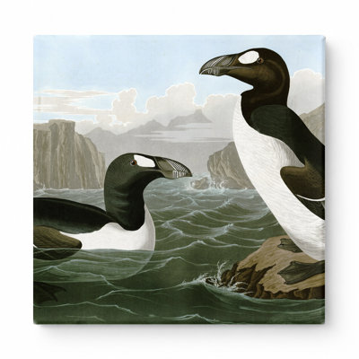 Grand pingouin (Pinguinus impennus) (1827-1838) - art mural carré sur toile