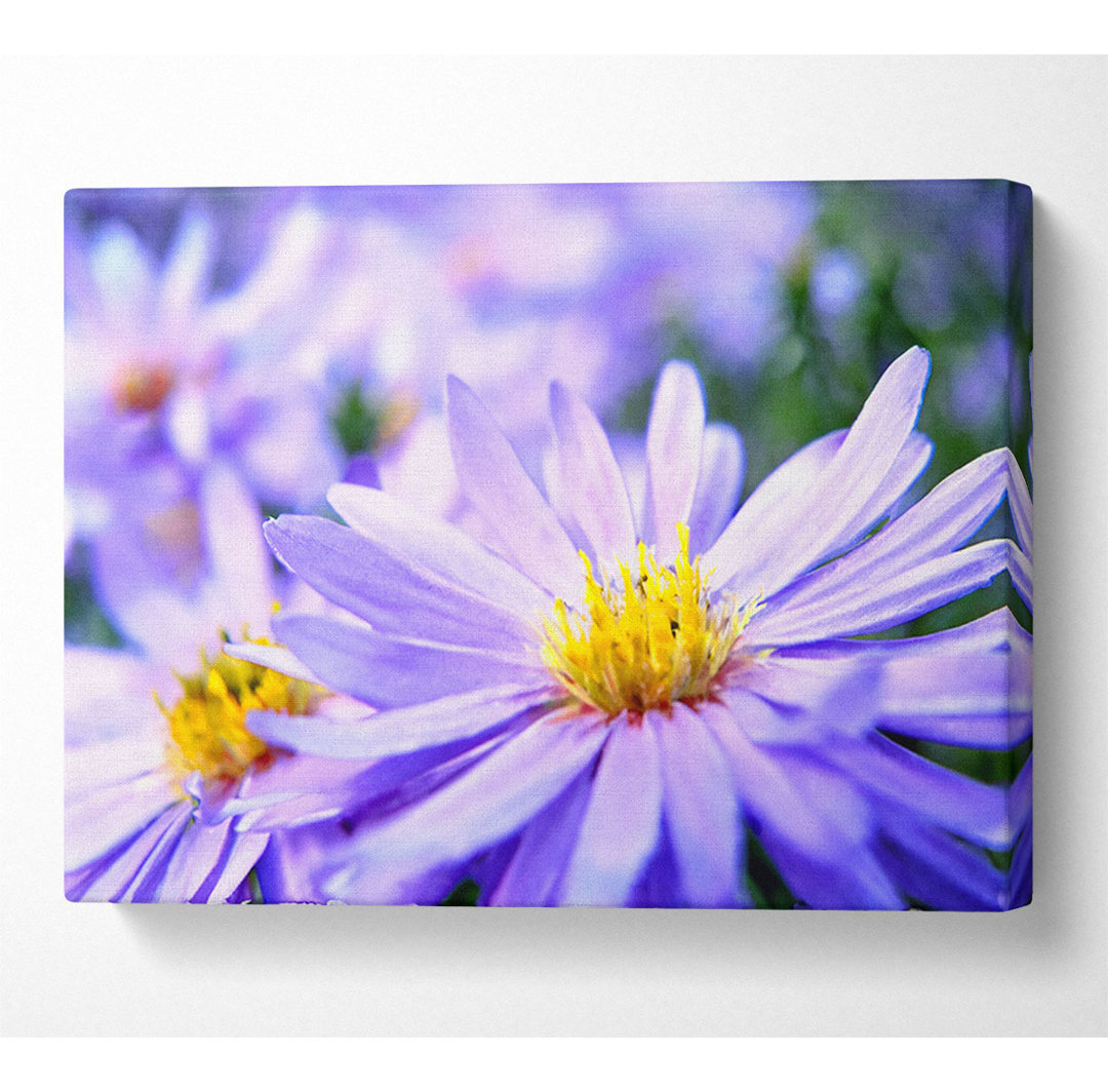 Pretty Violet Flowers - Kunstdrucke auf Leinwand