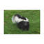 Art mural majestueux Skunks-163817323