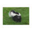 Art mural majestueux Skunks