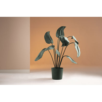 Elephant Ear Medium Green