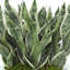 Faux Sansevieria Plant in Fiberstone Planter