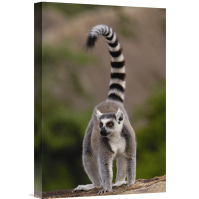 " Ring-Tailed Lemur "