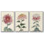 Antique Turpin Botanical VII - Ensemble de 3 reproductions de photos sur toile-97759596-97759590