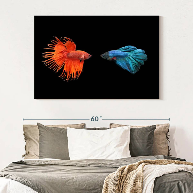 Brampt Betta Fish Meet, 34" H x 51" W