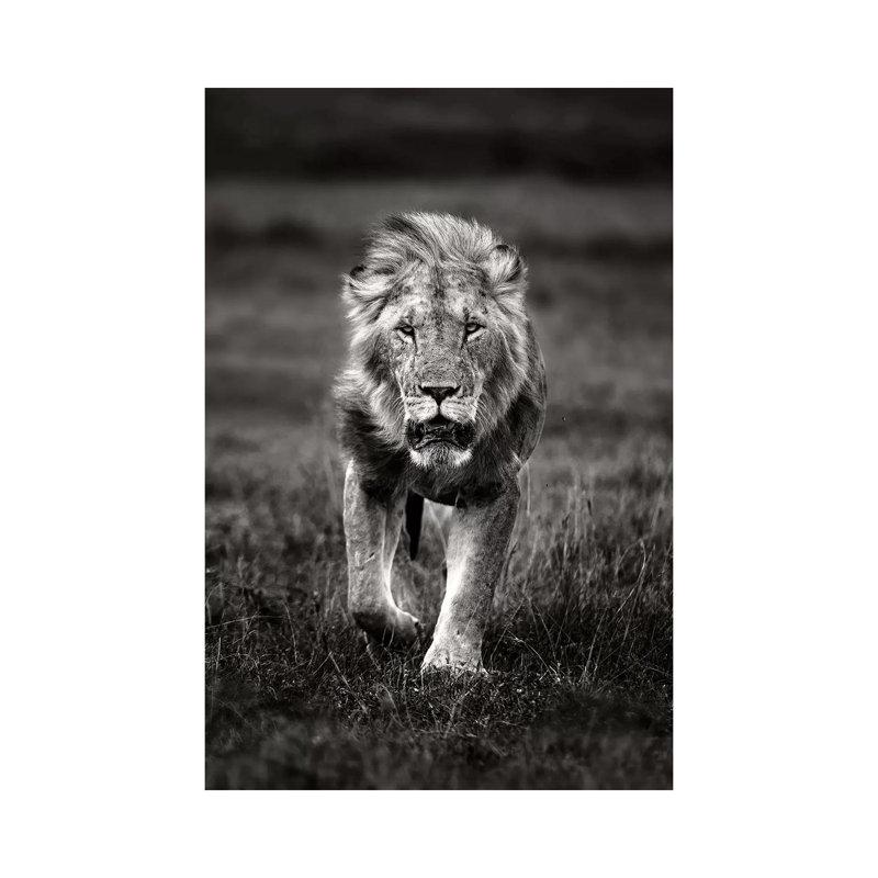 Lion Patrolling by Xavier Ortega - Wrapped Canvas Print, 101.6 cm H x 66.04 cm W x 3.175 cm D