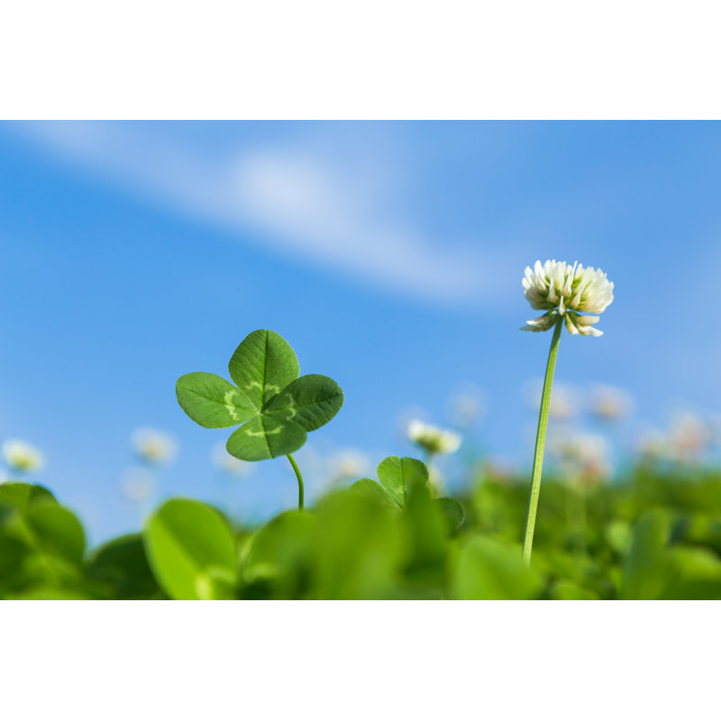 Four Leaf Clover by Imacoconut - Wrapped Canvas Print, 30cm H x 46cm W