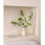 Zacharie 6,69 plante