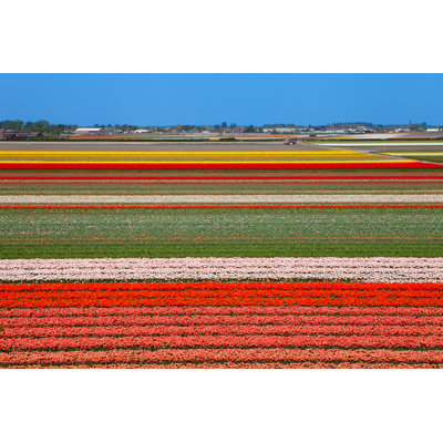 " Dutch Bulb Field "