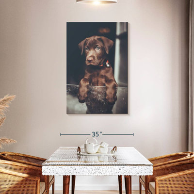 Brampt Chocolate Labrador Puppy