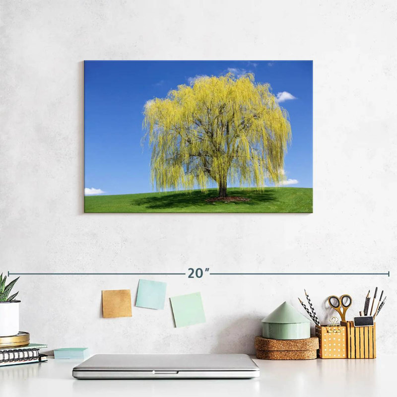 Harnek Spring Weeping Willow, 8" H x 12" W