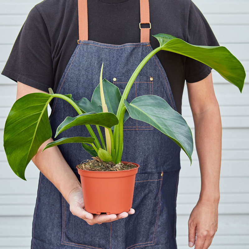 House Plant Shop Live Philodendron Plant Low Maintenance Plant Rattan