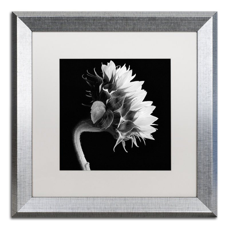 « tournesol », reproduction de photo sur toile encadrée, H 16 po x l 16 po x P 0,5 po