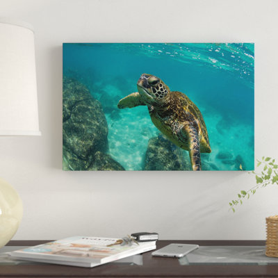 " Green Sea Turtle Swimming In The Pacific Ocean, Hawaii, USA " by Panoramic Images