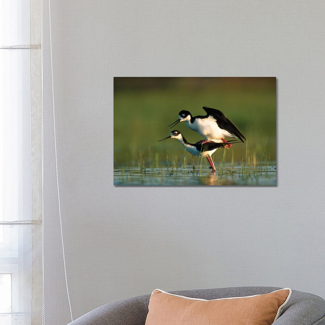 Black-Necked Stilt Couple Mating, North America von Tim Fitzharris - Gallery-Wrapped Canvas Giclée on Canvas