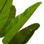 Artificial Plant Strelitzia Green-1858279926