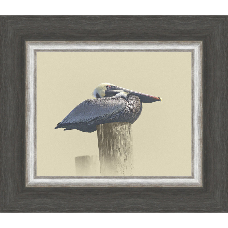 " Pelican "