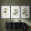 Antique Turpin Botanical VII - reproduction sur mesure encadrée de qualité supérieure - 3 pièces-312085998-312085984