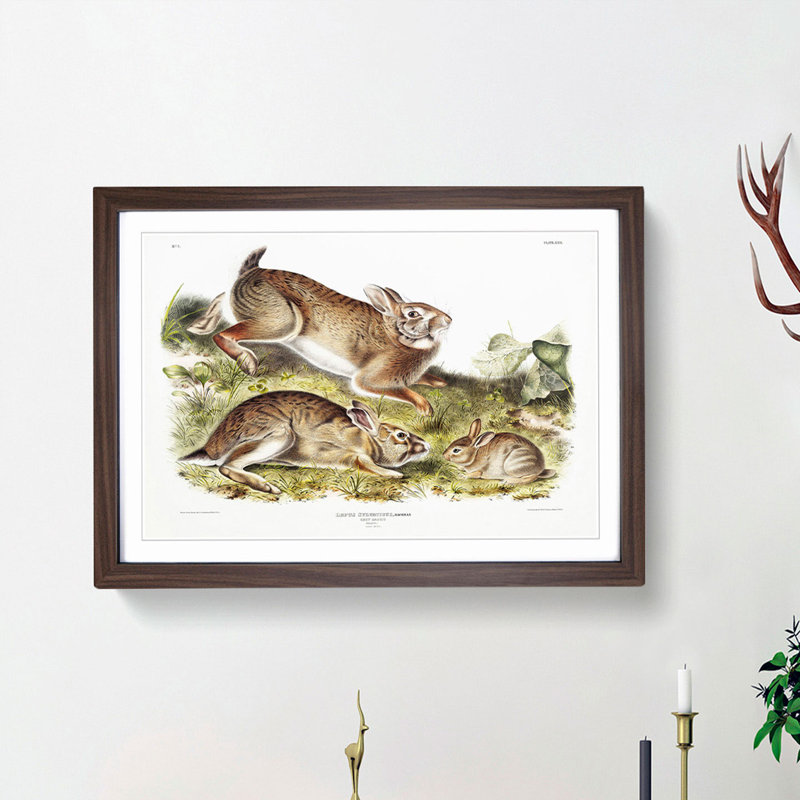 Grey Rabbits by J.W. Audubon - Picture Frame Painting Print, 27cm H x 36cm W x 2cm D, Walnut Framed