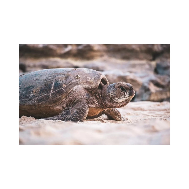 Beach Turtle Nature Close-Up 1 Piece Wrapped Canvas Wall Art, 66.04 cm H x 45.72 cm W