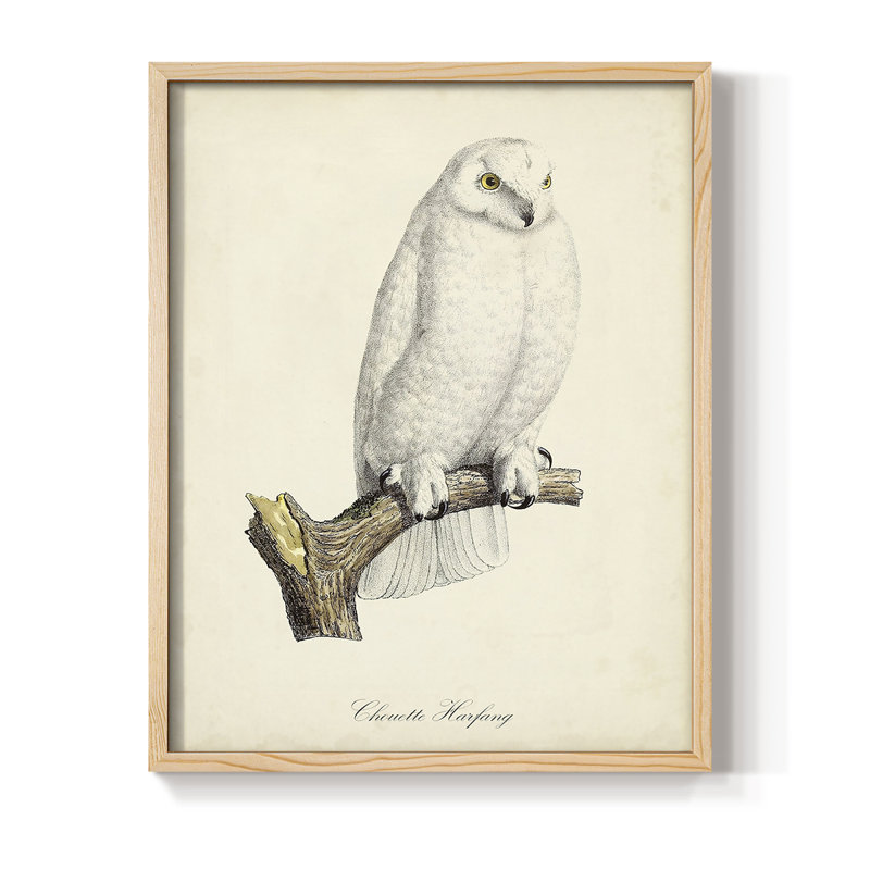 «French Owls IV», reproduction encadrée - bois massif, H 30 po x l 24 po