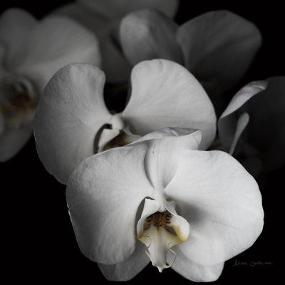 Orchidée blanche I