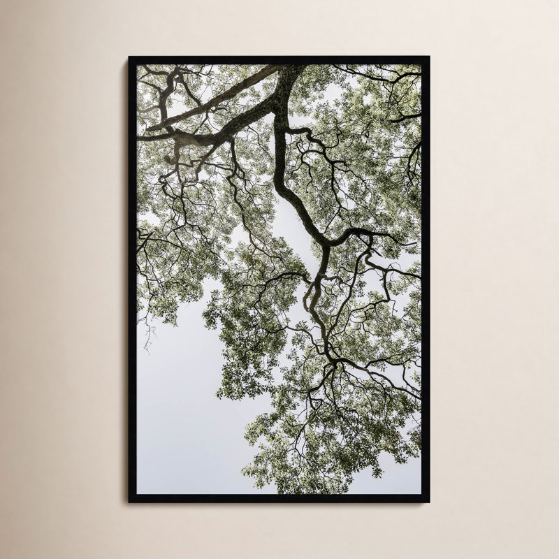 «Pleasantville Coastal Forest» par Shot par Clint Wood, reproduction d'art encadrée, Noir, H 41 po x l 28 po