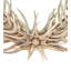 Antlers Oval Antler Wall Mirror