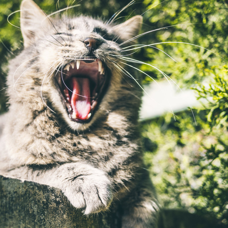 Cat Yawn - Wrapped Canvas Print, 51cm H x 51cm W x 3.8cm D