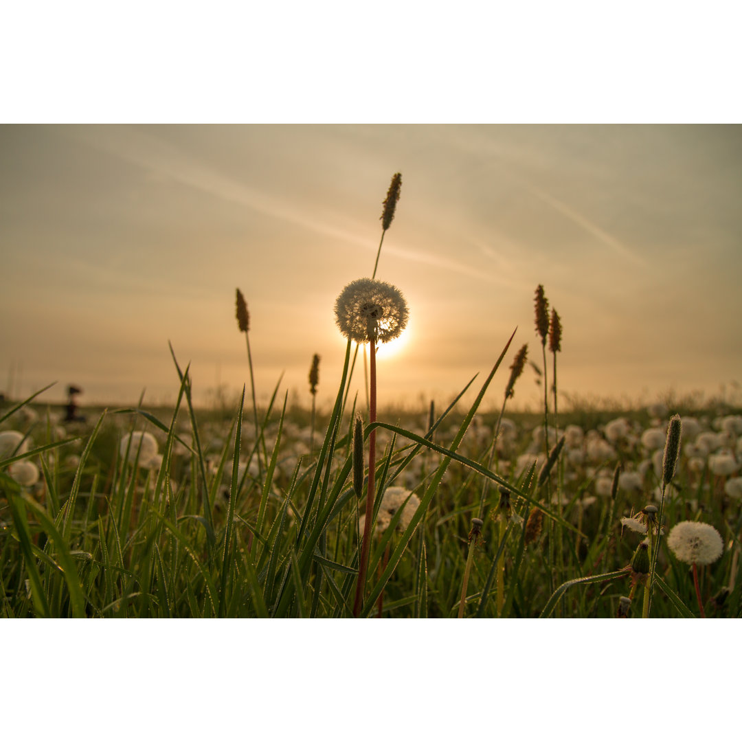 Löwenzahn bei Sonnenaufgang von SimonSkafar - Drucken