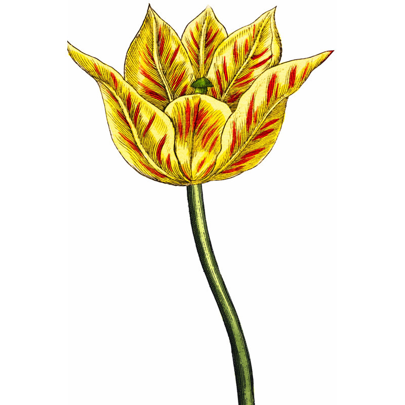 Tulip Time III - Wrapped Canvas Painting, 30cm H x 20cm W x 3.8cm D