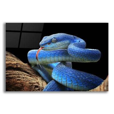 'Blue Viper Snake' by Epic Portfolio, Acrylic Glass Wall Art