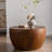 Ekansh Solid Wood Top Coffee Table-1905890807-1918092295