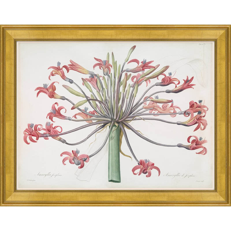 Amaryllis Josephina, 1802-1816 Print by Paul Cezanne