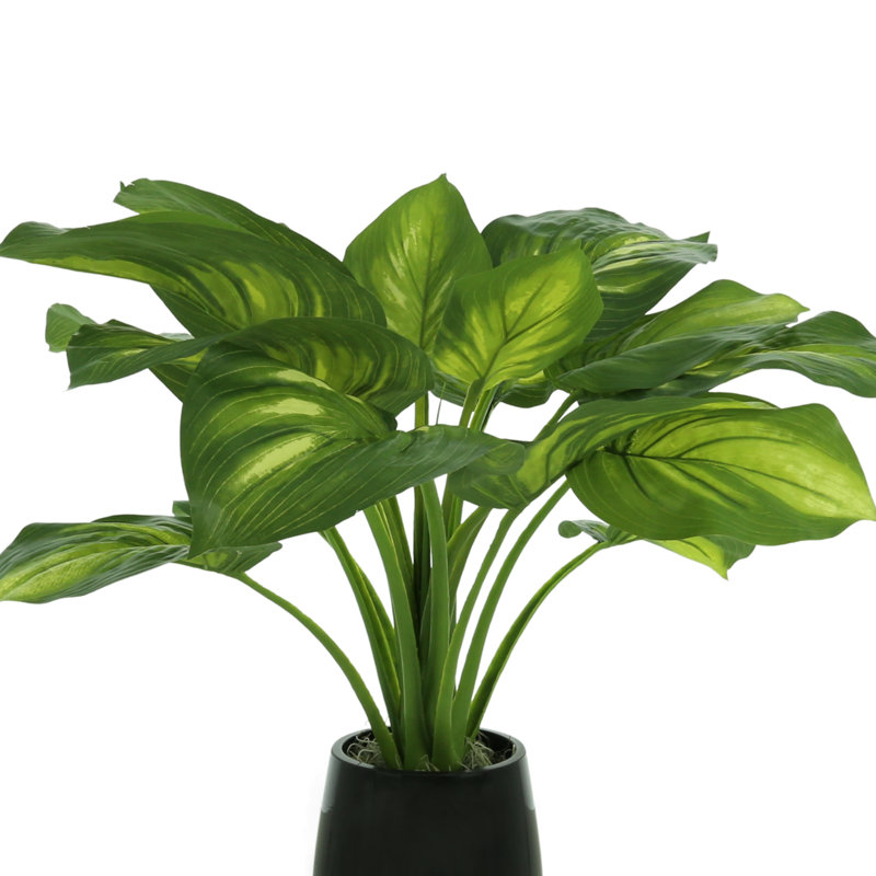 Hosta Plant