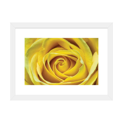 " Yellow Rose " by Glauco Meneghelli