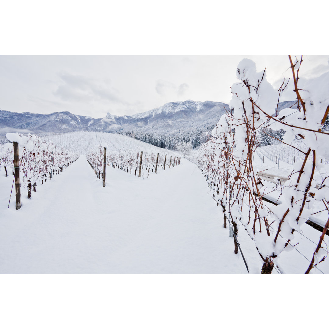 Schneebedeckte Weinberge von Zodebala - Kunstdrucke auf Leinwand ohne Rahmen