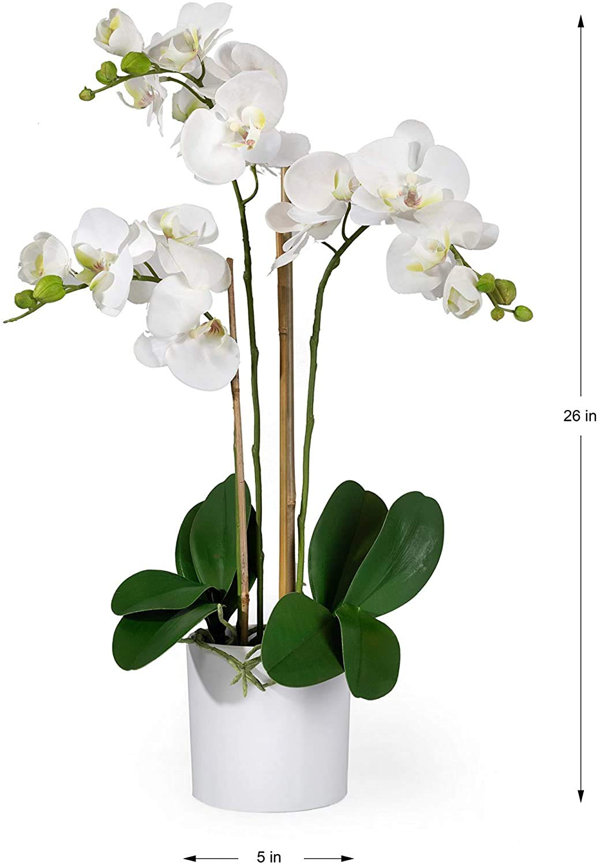 Latitude Run® Orchid Arrangement in Pot & Reviews | Wayfair