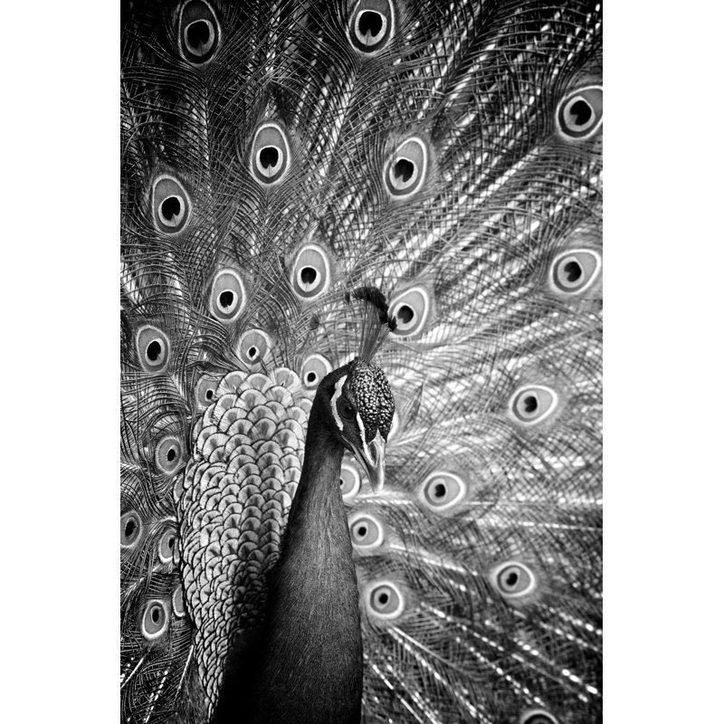 Peacock, 76cm H x 51cm W