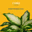 Dumb Cane in Nursery Pot
