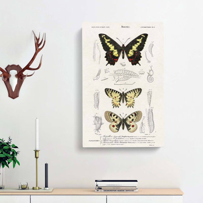 Butterfly Illustrations PL. 1 by Charles D Orbigny - Wrapped Canvas