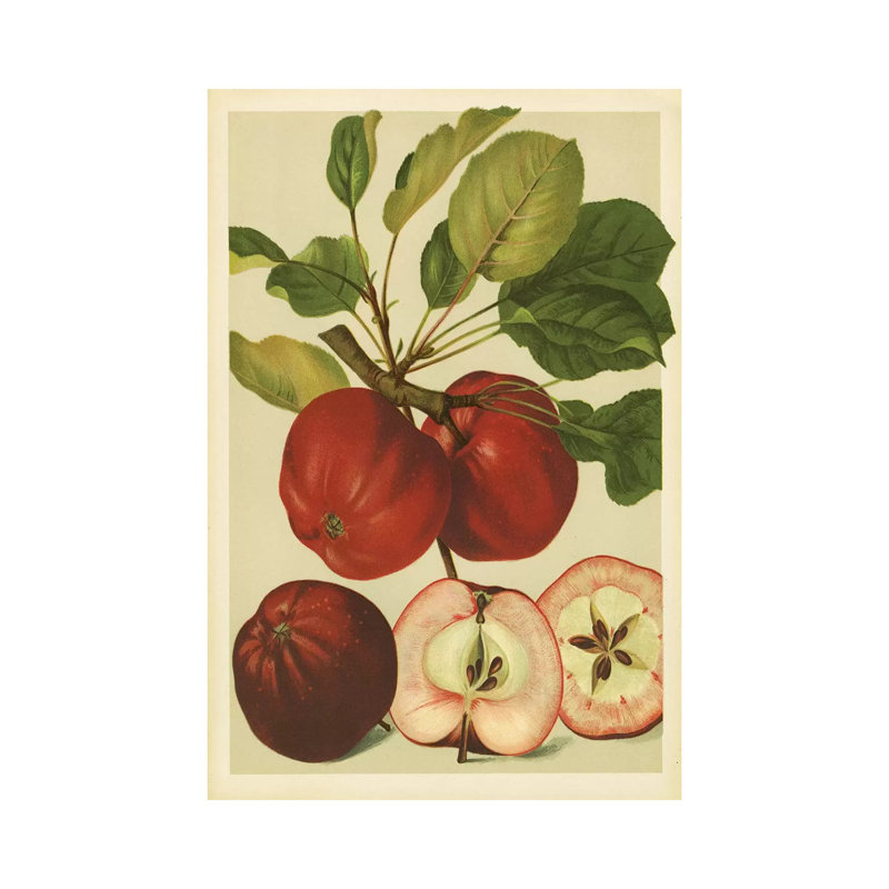 Red Veli Apples - Wrapped Canvas Print, 101.6 cm H x 66.04 cm W x 1.91 cm D