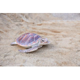 LARGE SEA TURTLE