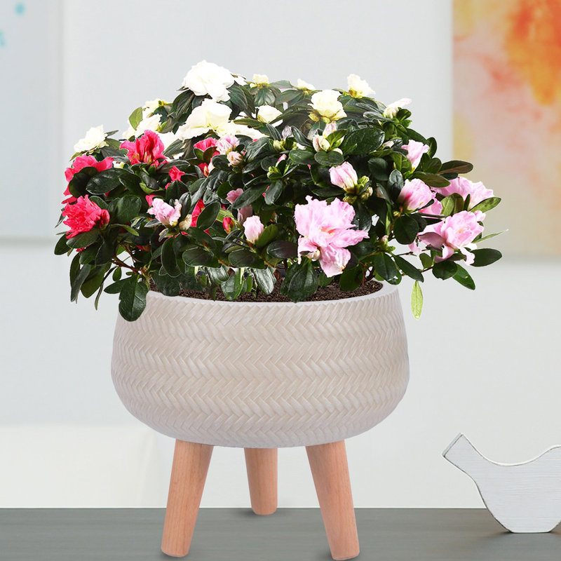 Concrete Effect Bowl Planter on Hardwood Legs, Round Indoor Plant Pot Stand for Indoor Plants, Shallow Planter with Plaited Pattern