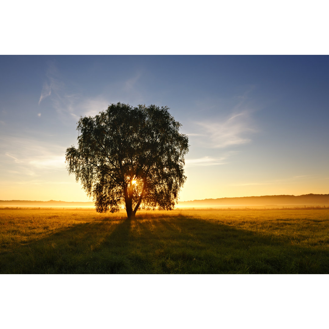 Beleuchteter Baum bei Sonnenaufgang