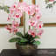 Orchidée en vaporisateur-1736211895