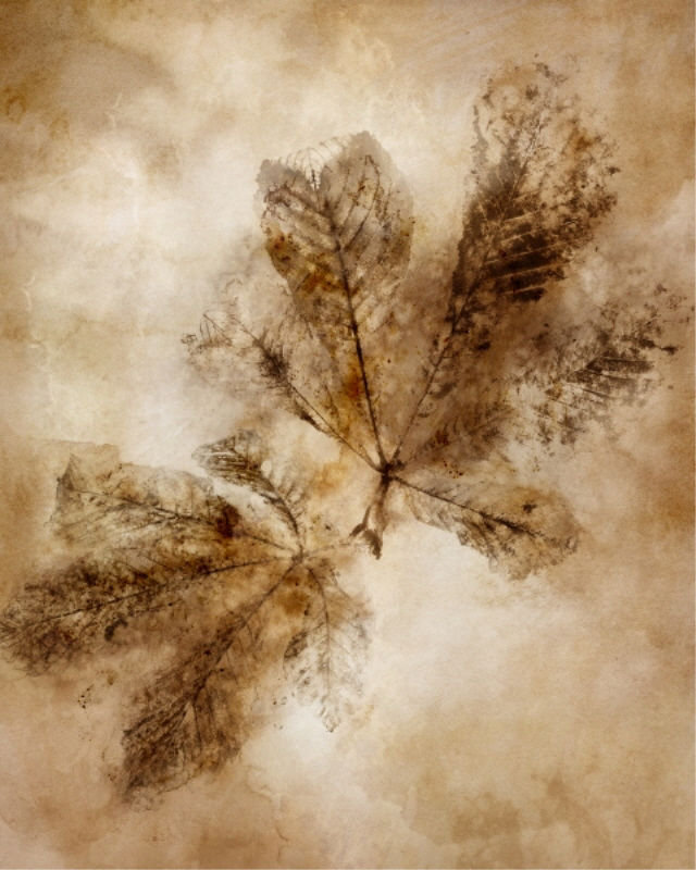 Feuilles d'automne I par Mari Urasawa - impression, H 50 po x l 40 po, Plexi