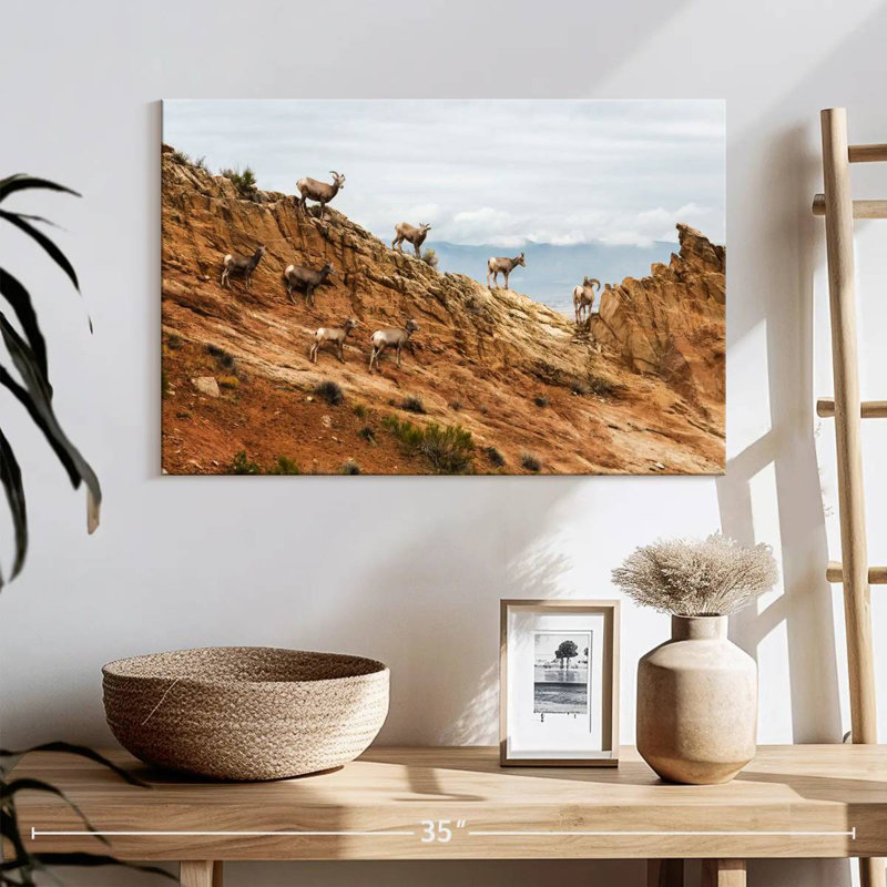 Mouflon de Brampt, H 16 po x l 24 po