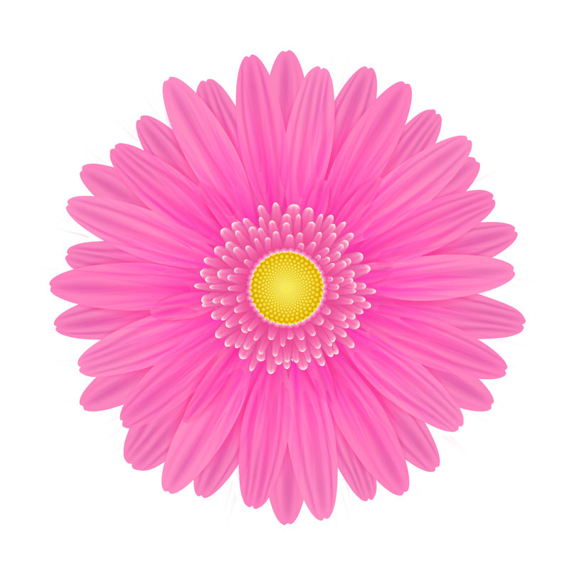 Edelgard Pink Gerbera Flower - Wrapped Canvas Print, 30cm H x 30cm W x 3.8cm D